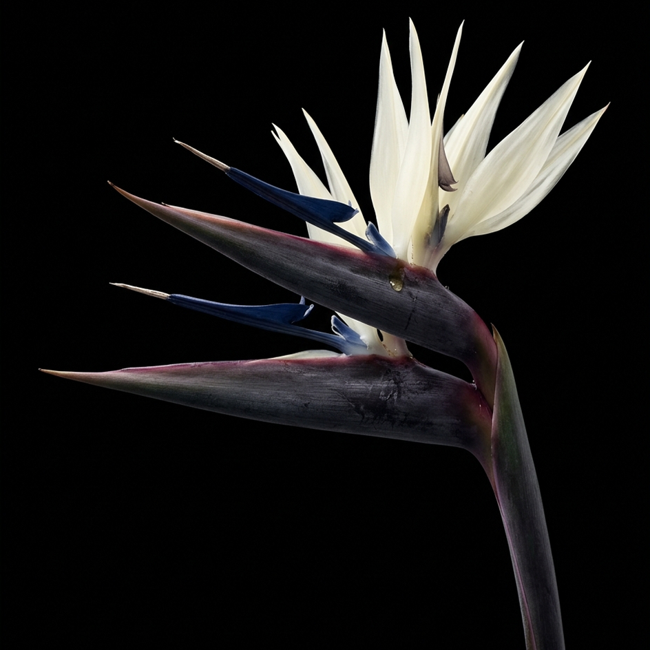 Strelitzia