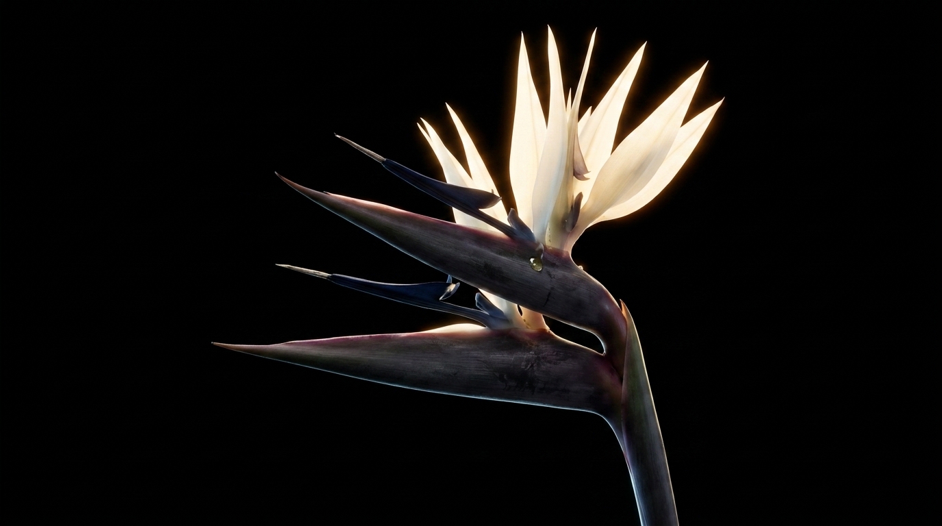 Bird of paradise flower lit against black, cream petals fanned above a dark gray-purple sheath