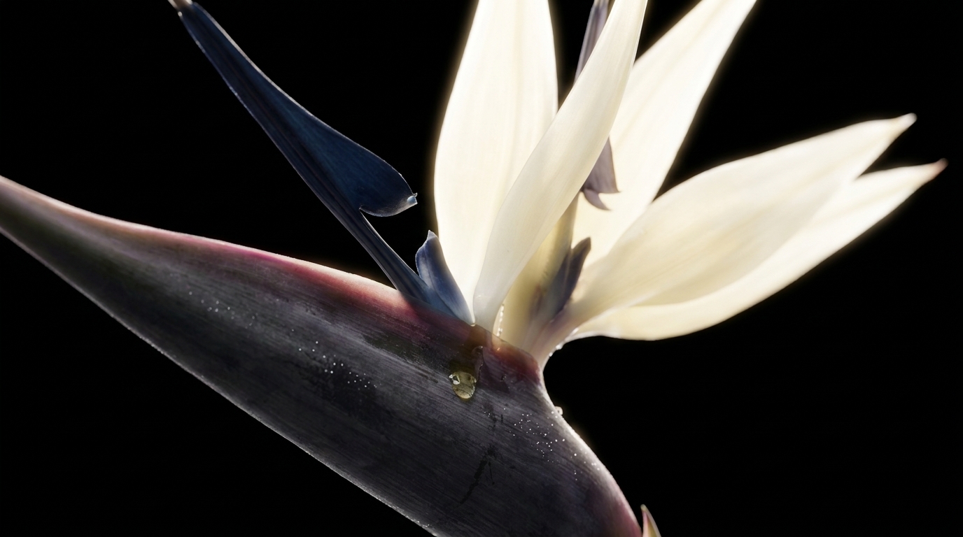 Backlit close-up of the bird of paradise, water beads on the sheath and a navy tongue behind the cream petals