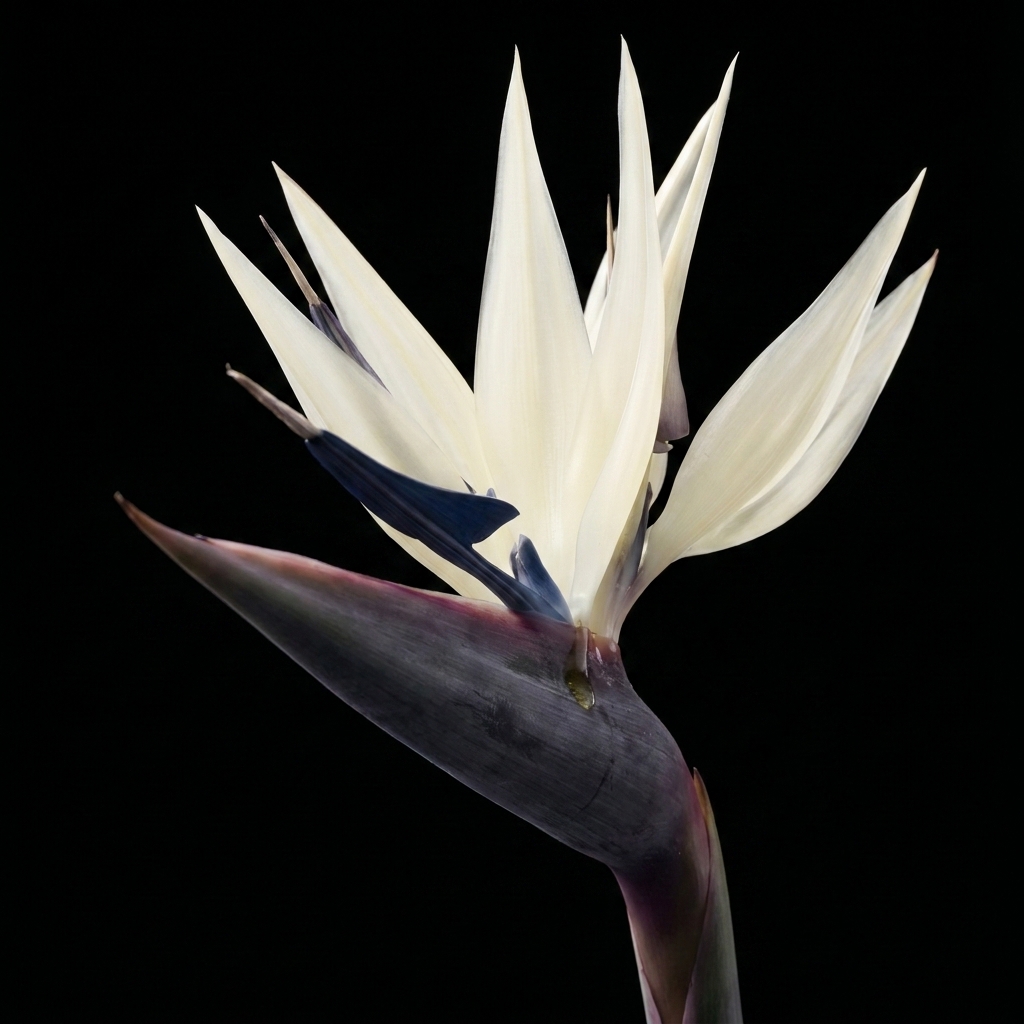 Three-quarter front render of the bird of paradise, cream petals over a plum-toned sheath